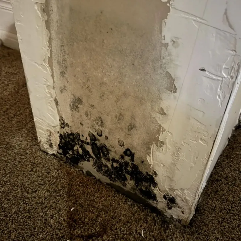 Professional Mold Removal in Loudoun County, VA